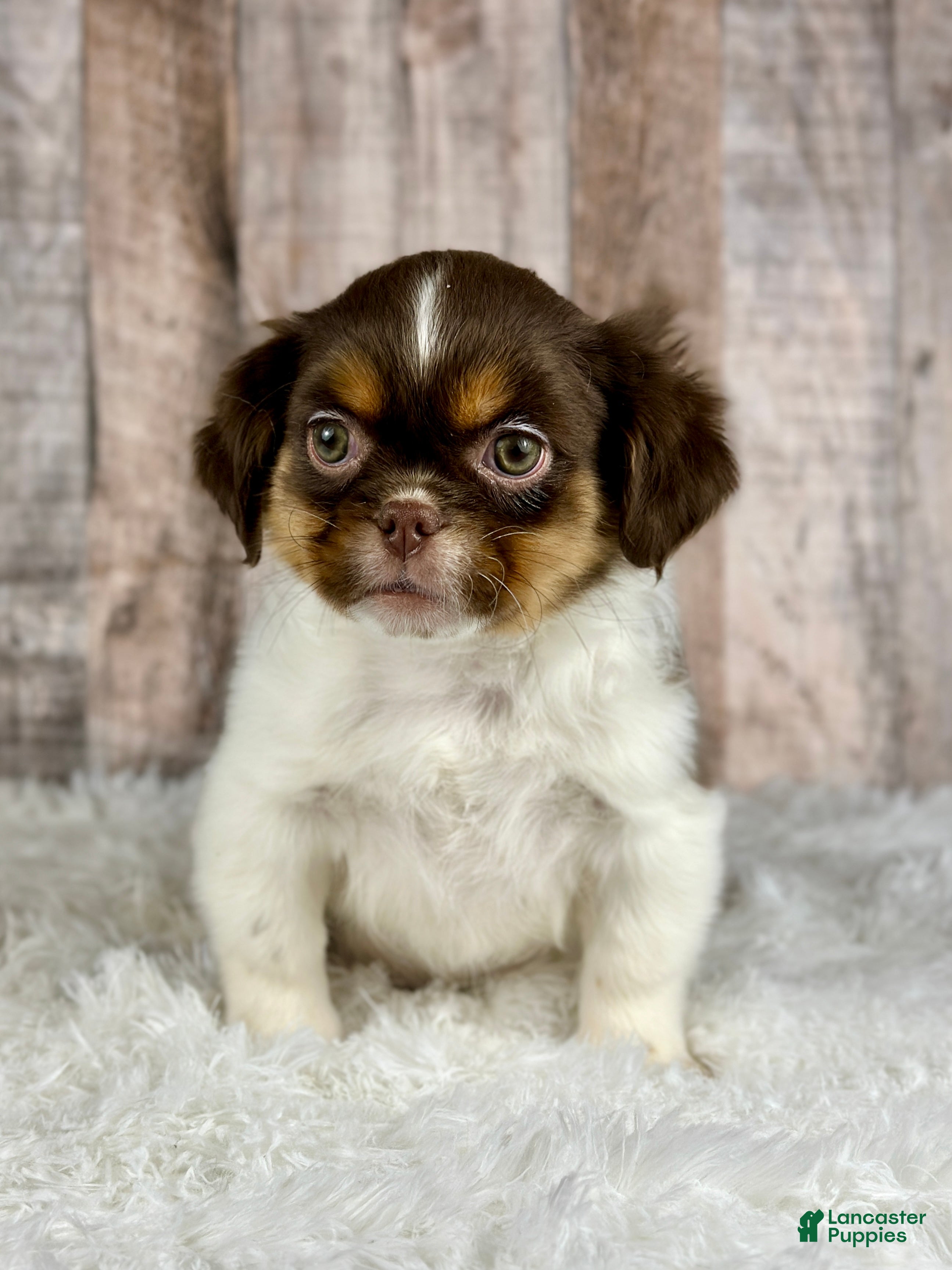 Shih Tzu dogs Girl Kinsley - 8935 - Ad 31