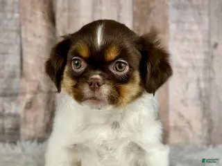 Shih Tzu dogs Girl Kinsley - 8935 - Ad 25