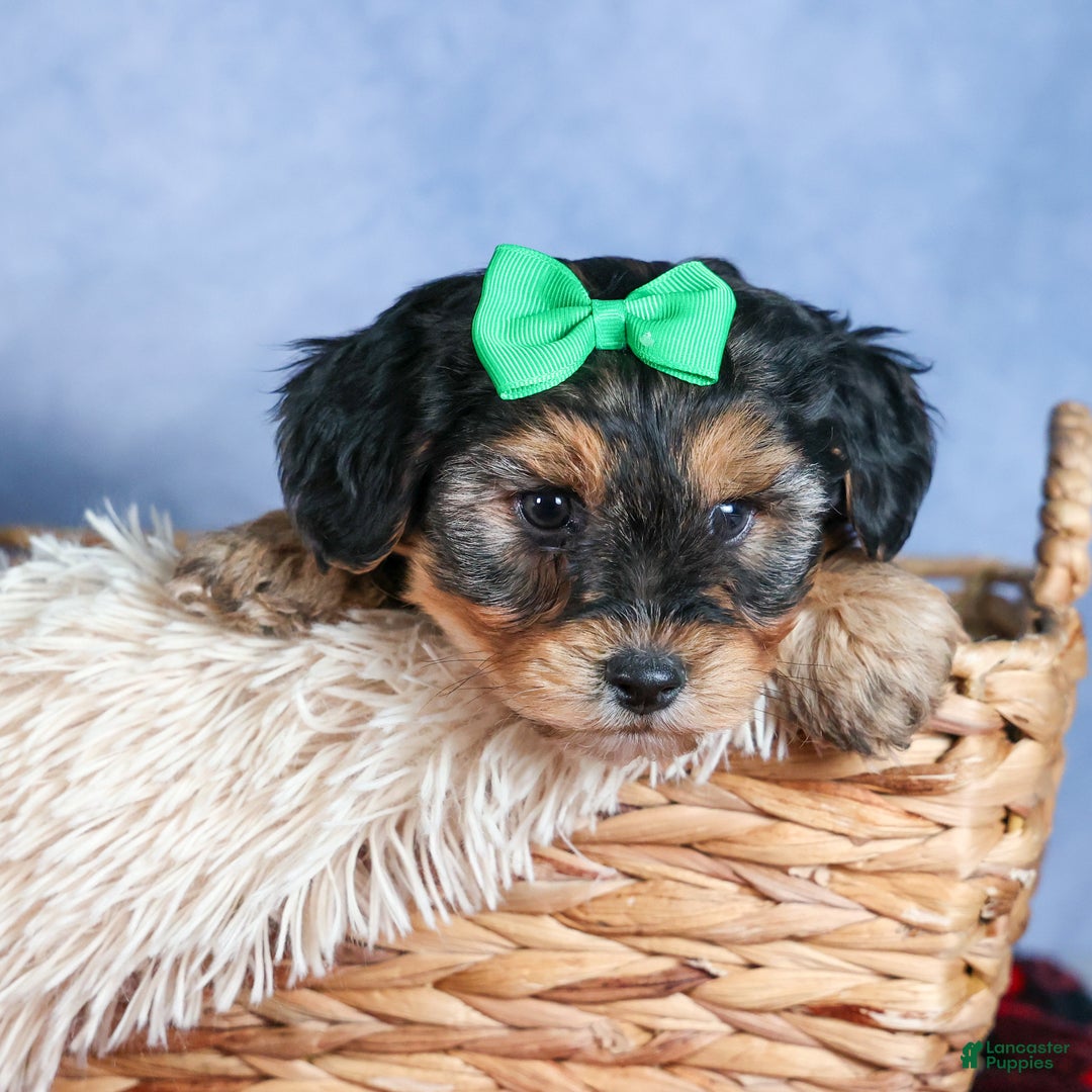 Yochon dogs for sale: MAX - Ad 22