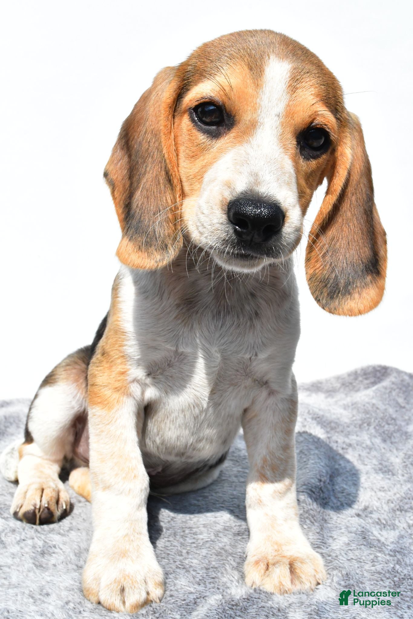 Beagle dogs Merle - Ad 2