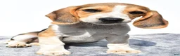 Beagle dogs for sale: Merle - Ad 2