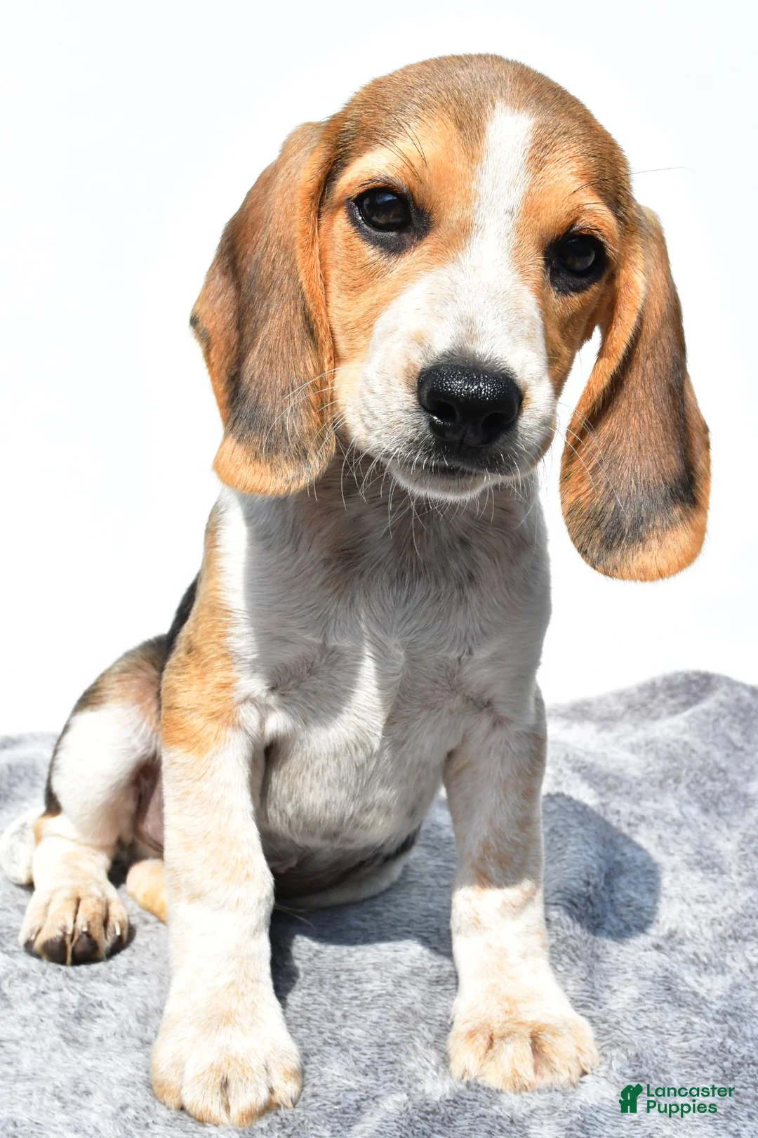 Beagle dogs for sale: Merle - Ad 2