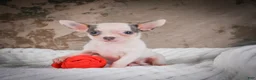 Chihuahua dogs for sale: Lane - Ad 5