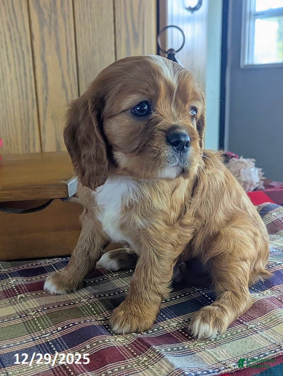 Cavalier King Charles Spaniel dogs for sale: Fred - Ad 4