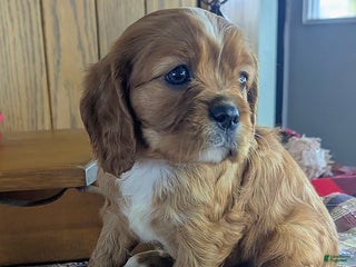 Cavalier King Charles Spaniel dogs for sale: Fred - Ad 4
