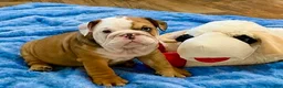 English Bulldog dogs for sale: Blue eyed Bobby - Ad 4