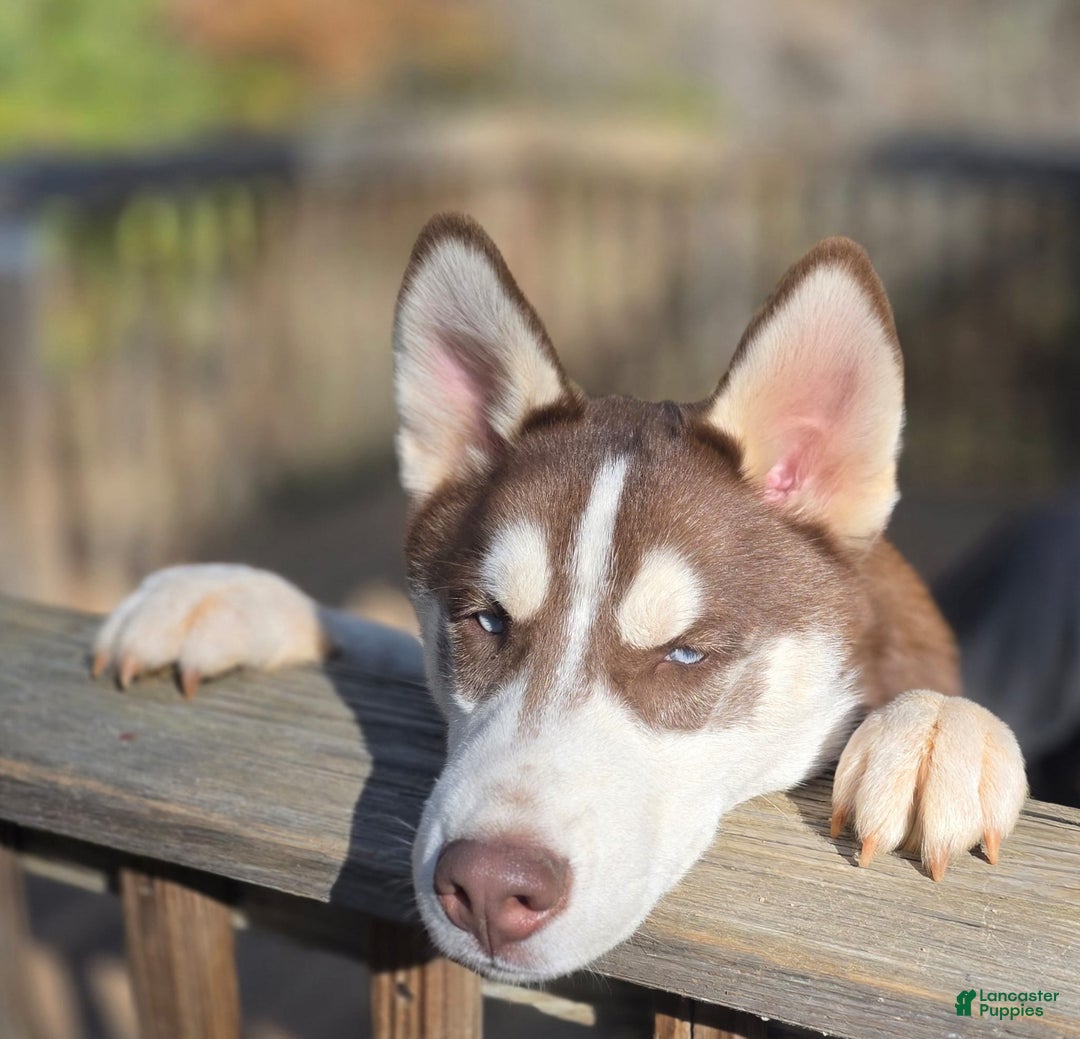 Siberian Husky dogs for sale: General - Ad 3