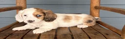 Miniature Dachshund dogs for sale: Marble - Ad 2