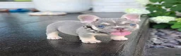 French Bulldog dogs for sale: Cash - Ad 1