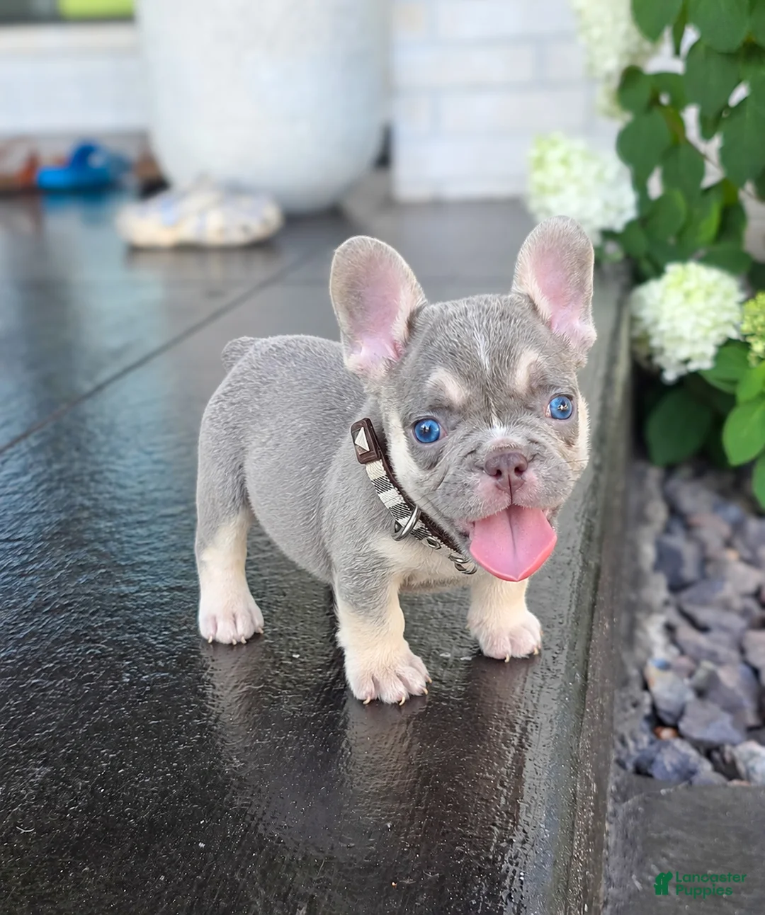French Bulldog dogs for sale: Cash - Ad 1