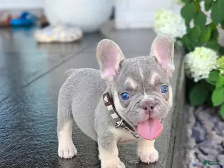 French Bulldog dogs Cash - Ad 26