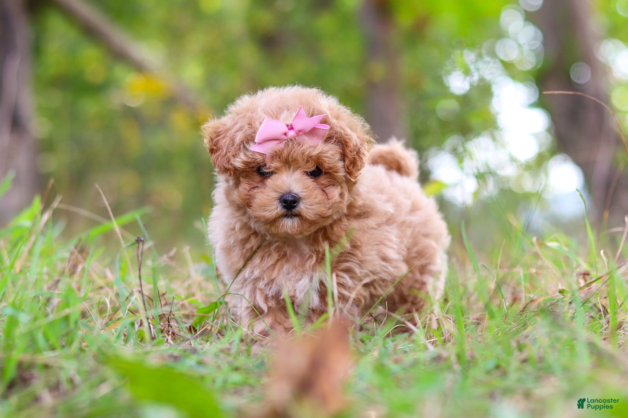 Maltipoo dogs Oakley - Ad 1