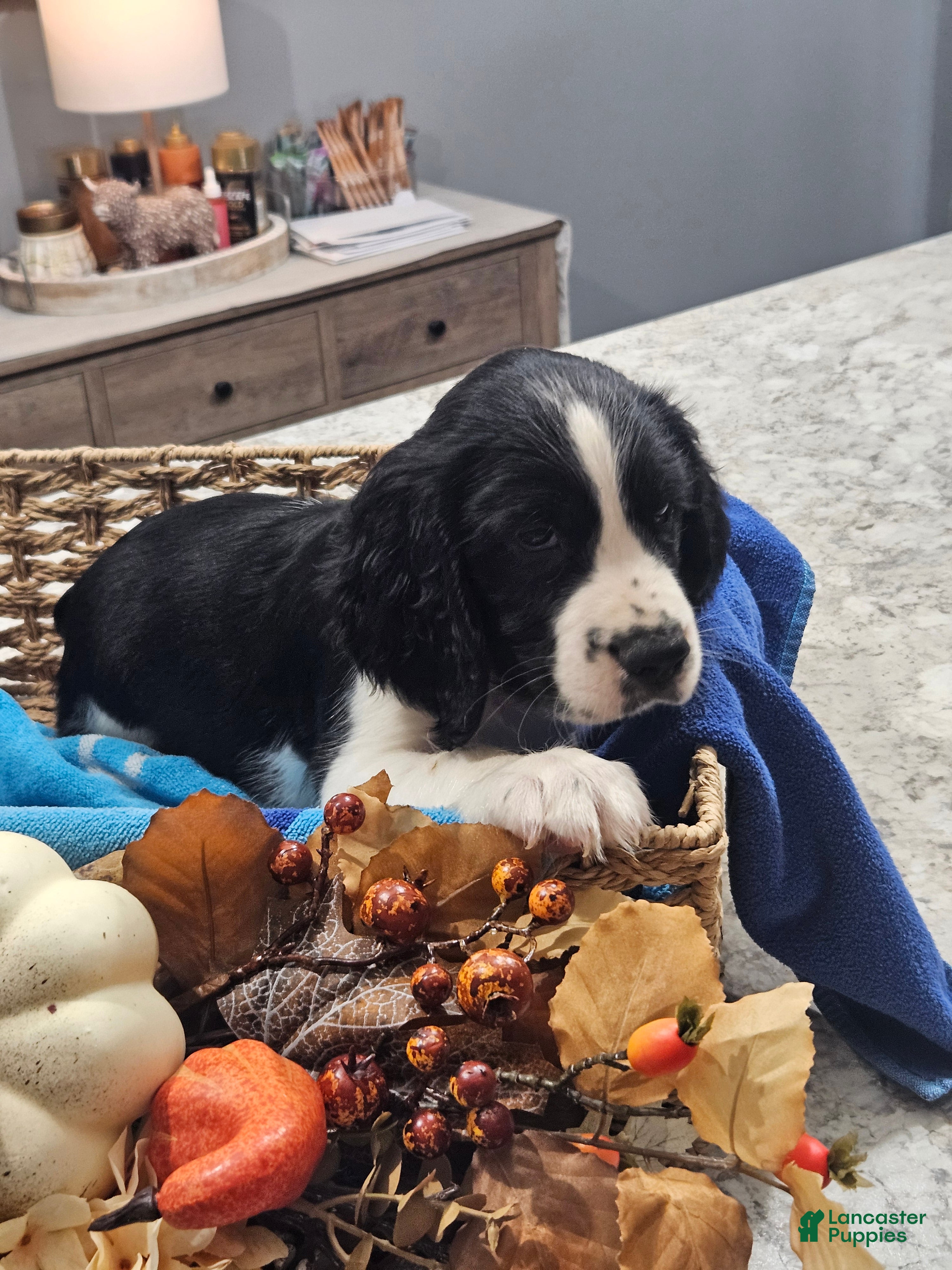 English Springer Spaniel dogs English Springer Spaniel 6 - Ad 1
