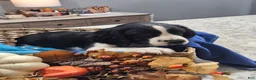 English Springer Spaniel dogs for sale: English Springer Spaniel 6 - Ad 1