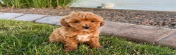 Cavapoo dogs for sale: Karla - Ad 5