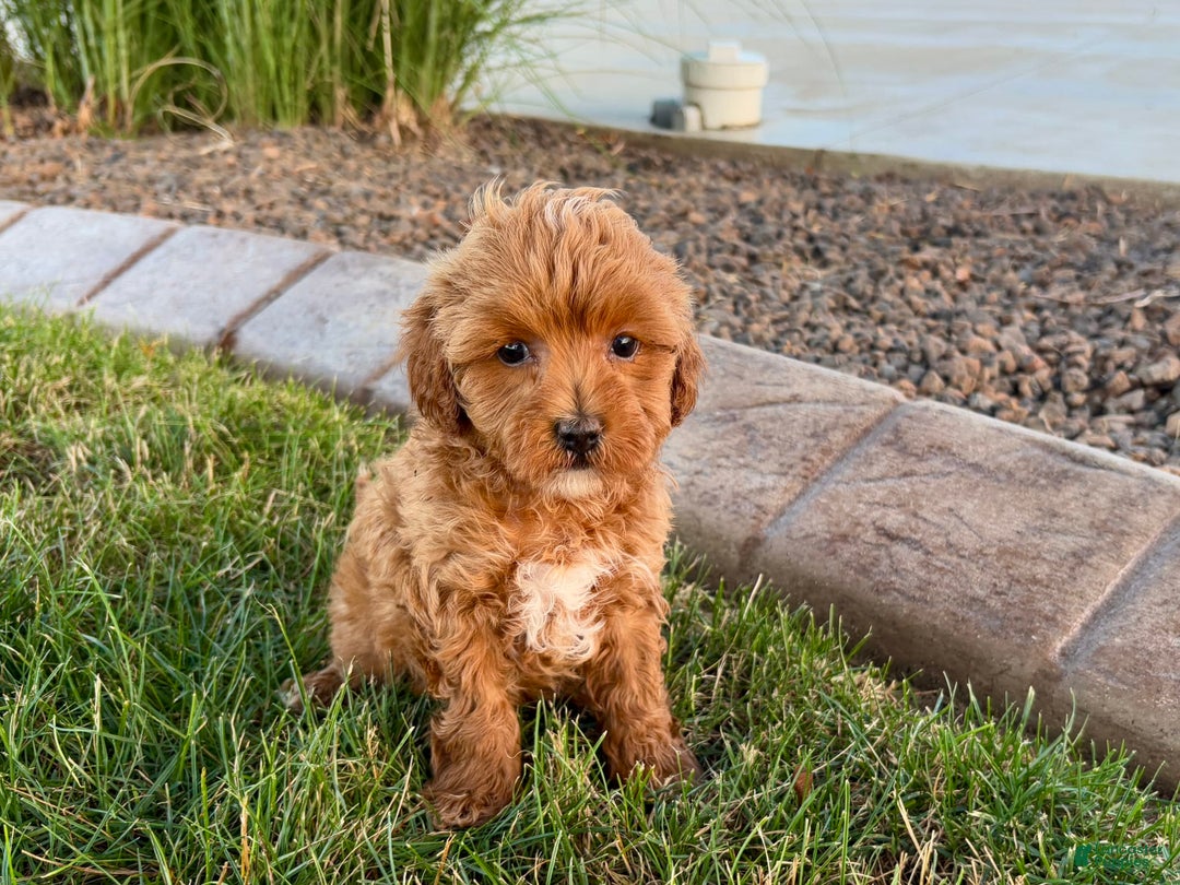 Cavapoo dogs for sale: Karla - Ad 5