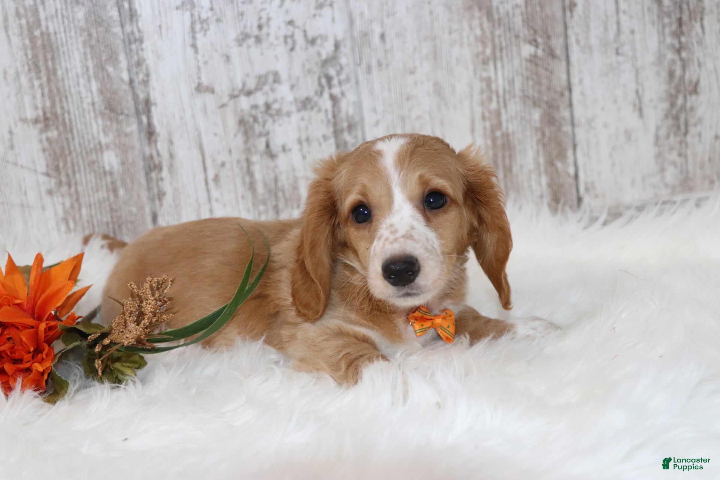 Dachshund dogs Gregory  - Ad 33