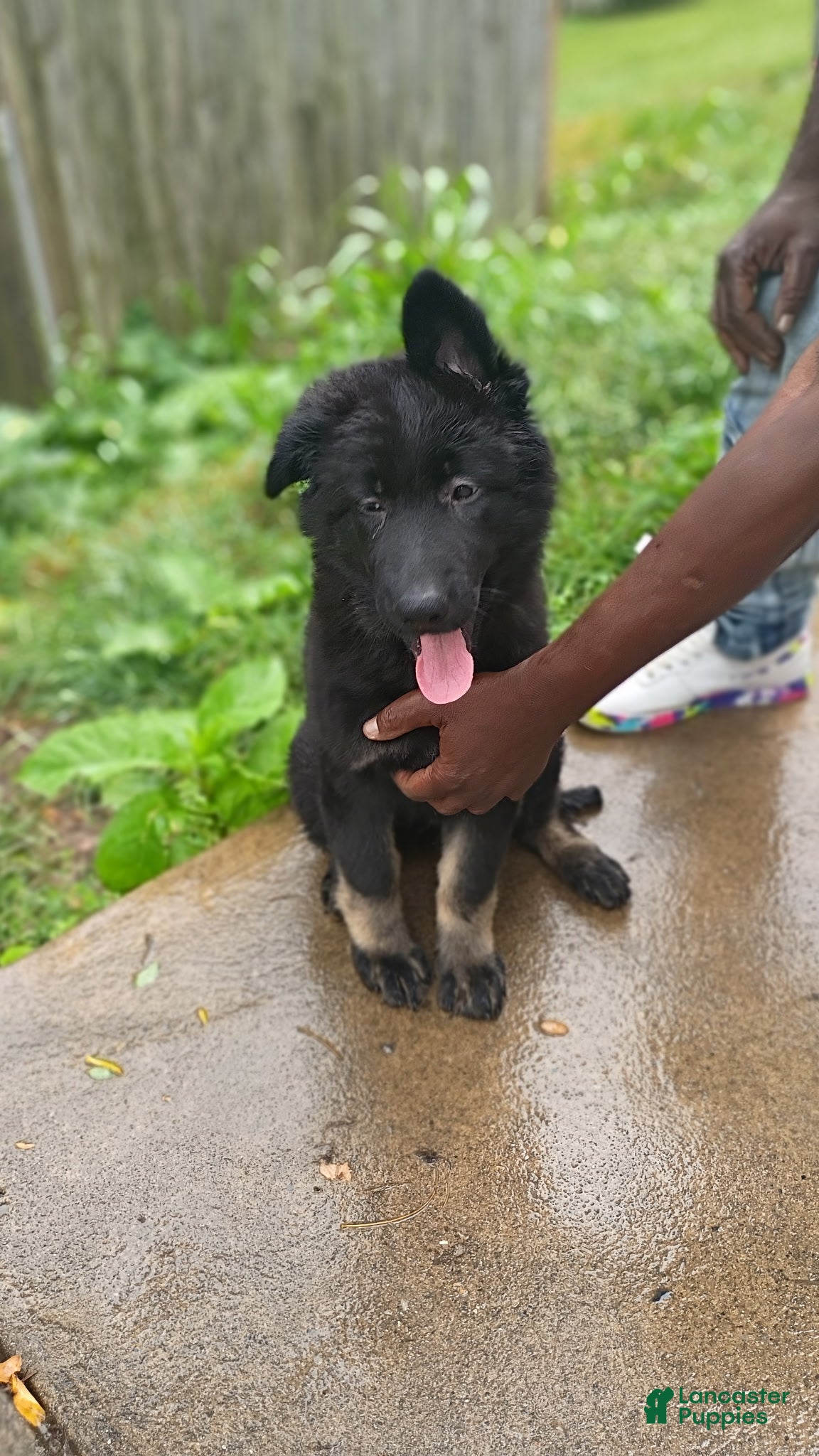German Shepherd dogs AKC German Shepherd Puppy 3 - Ad 1