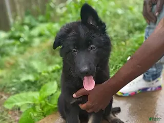 German Shepherd dogs AKC German Shepherd Puppy 3 - Ad 1