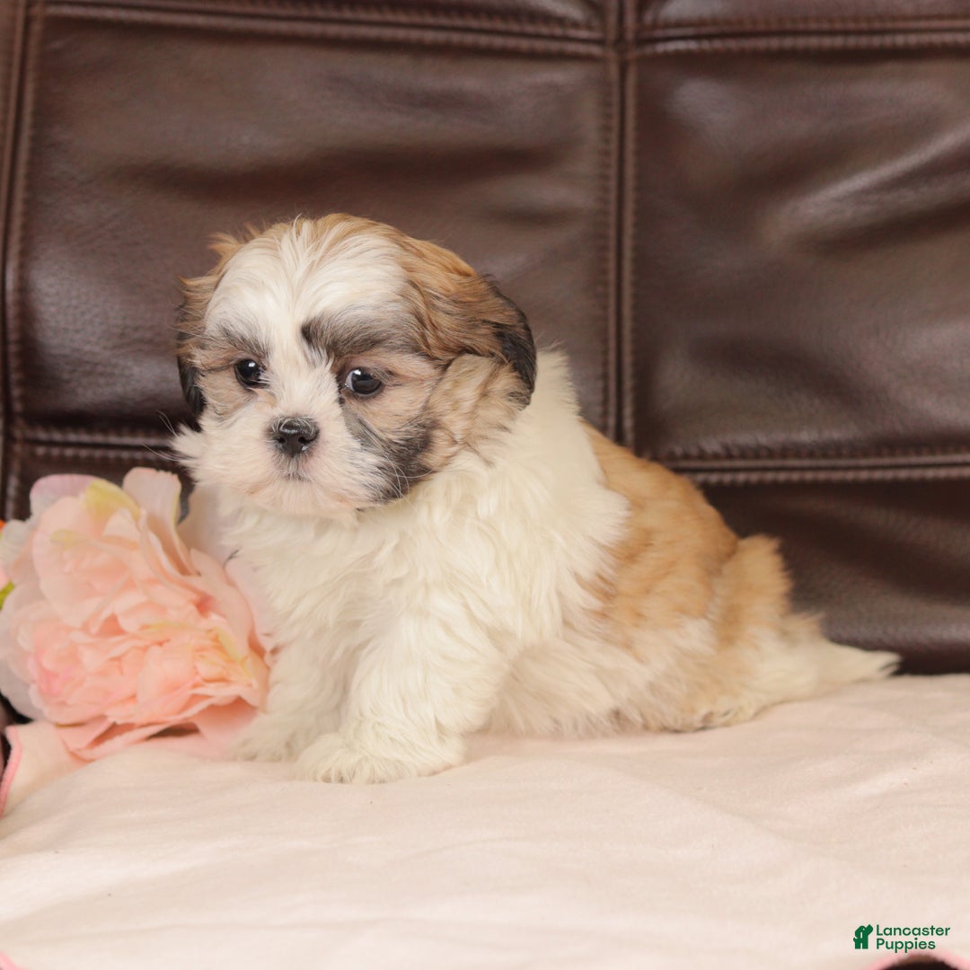 Mixed Breed dogs for sale: Trudy - Ad 2