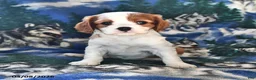 Cavalier King Charles Spaniel dogs for sale: Ginger - Ad 2