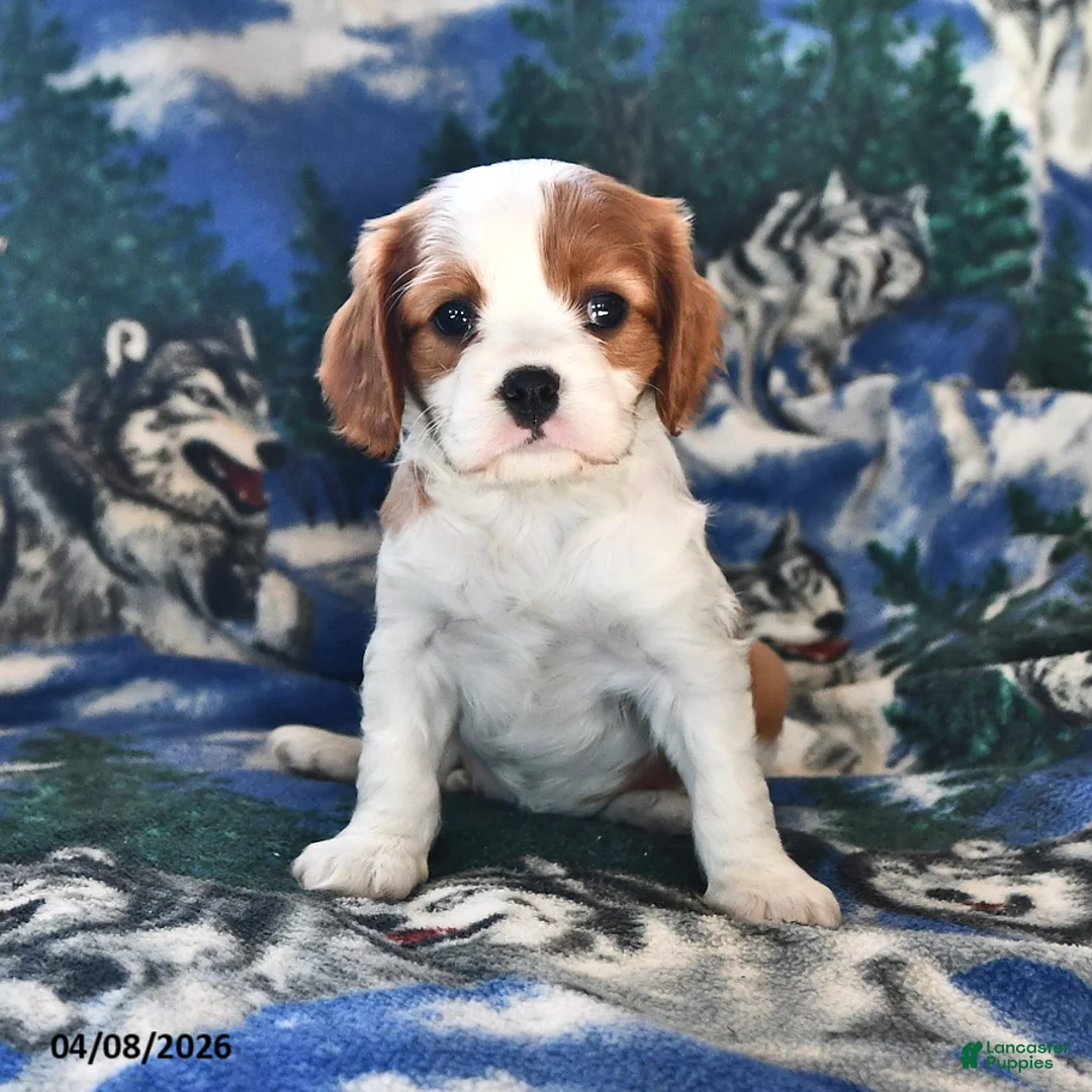 Cavalier King Charles Spaniel dogs for sale: Ginger - Ad 2