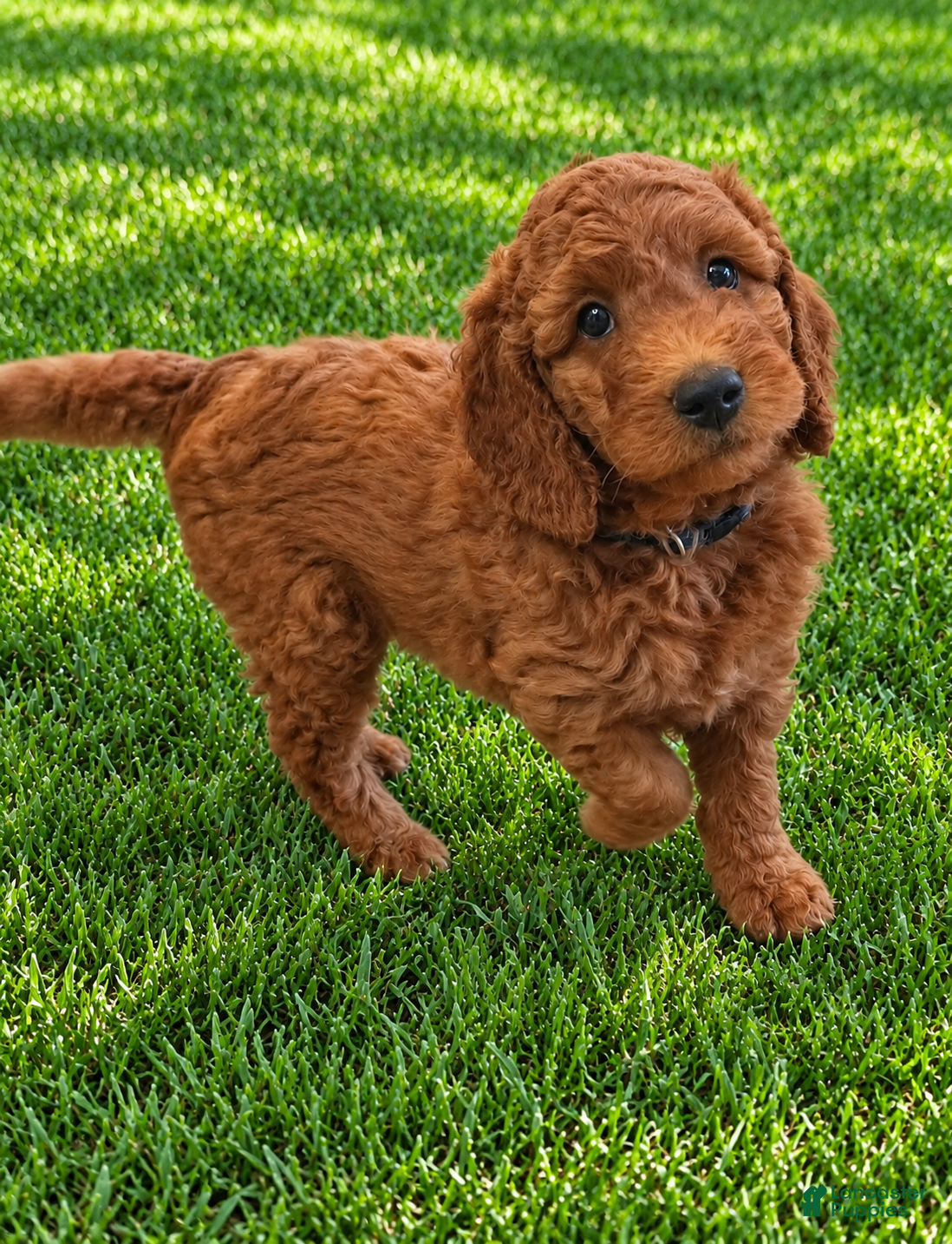Goldendoodle dogs Grey collar boy - Ad 11