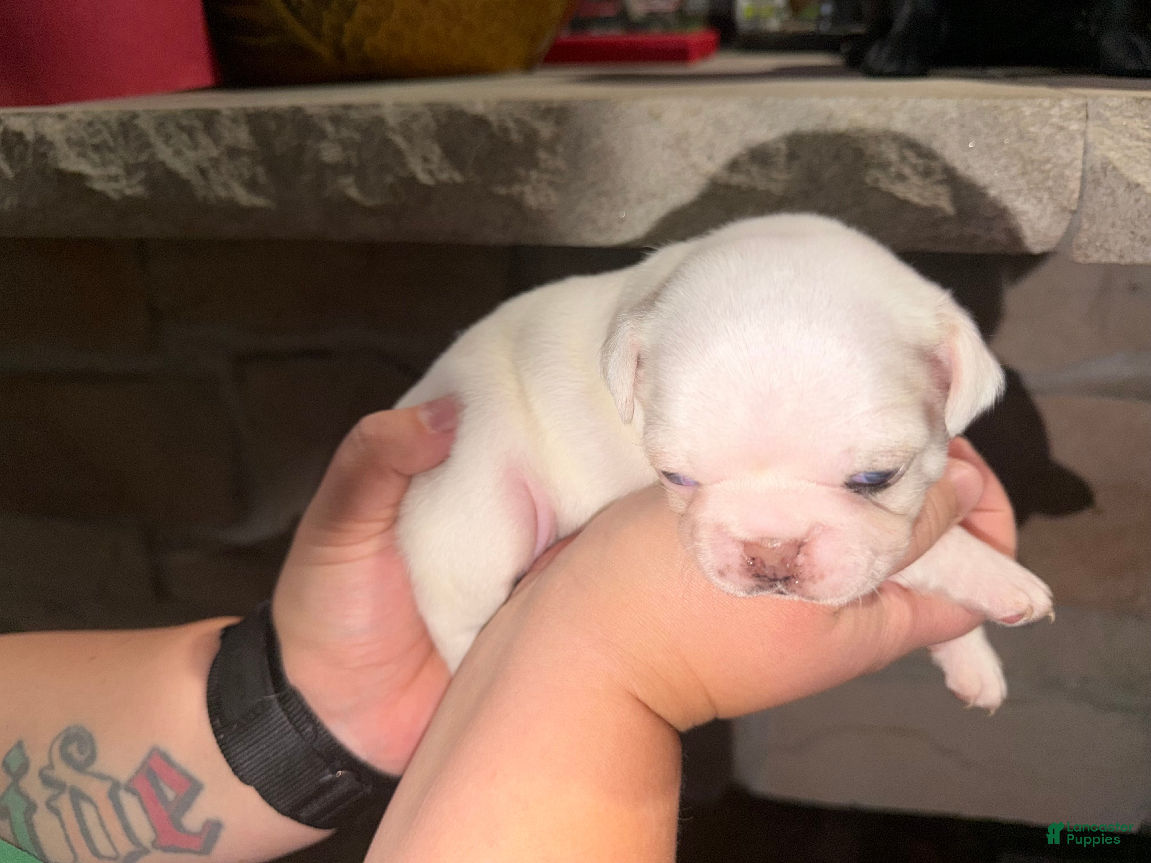 Pug dogs Spot  - Ad 37