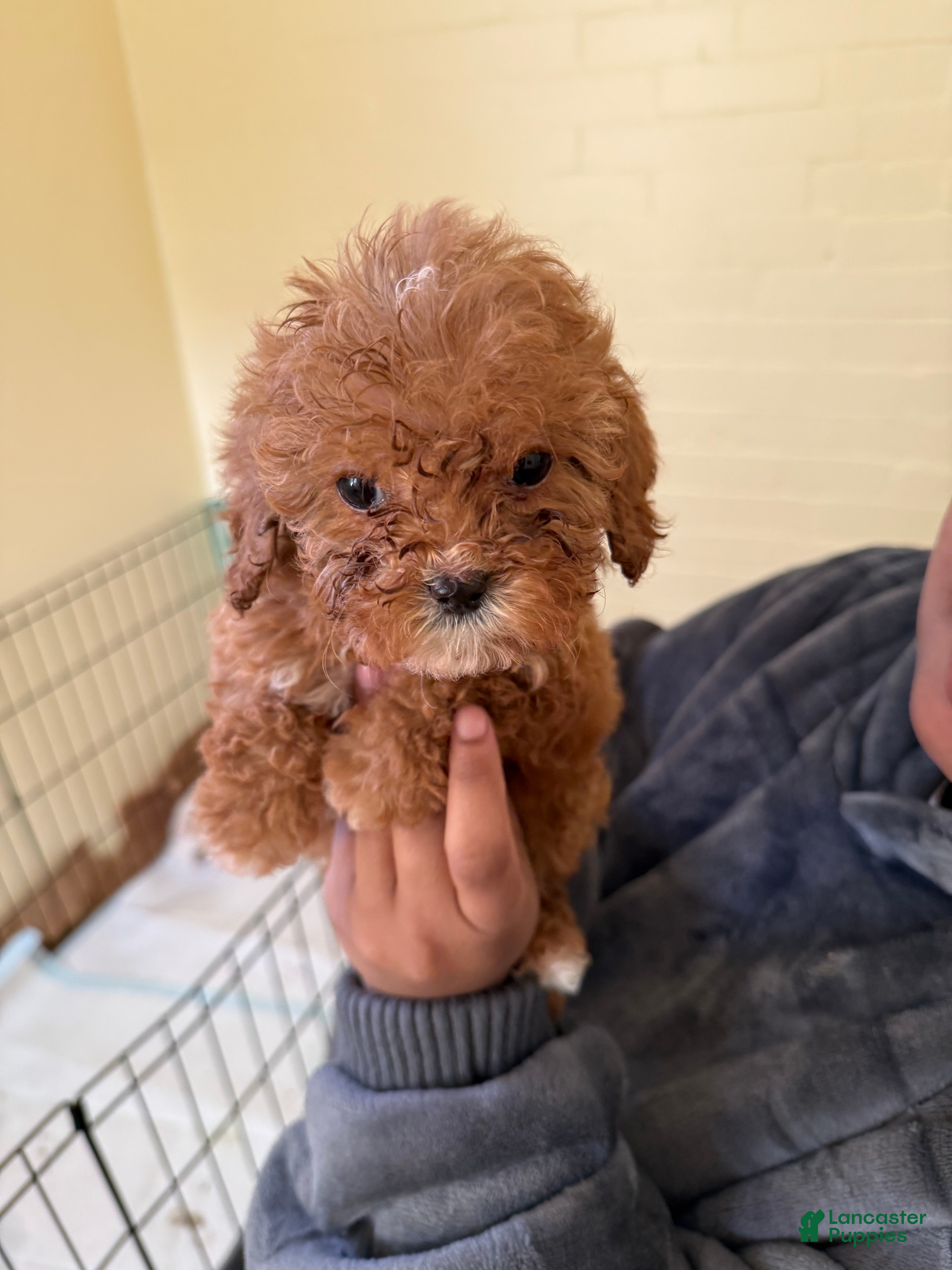 Cavapoo dogs Princess  - Ad 4