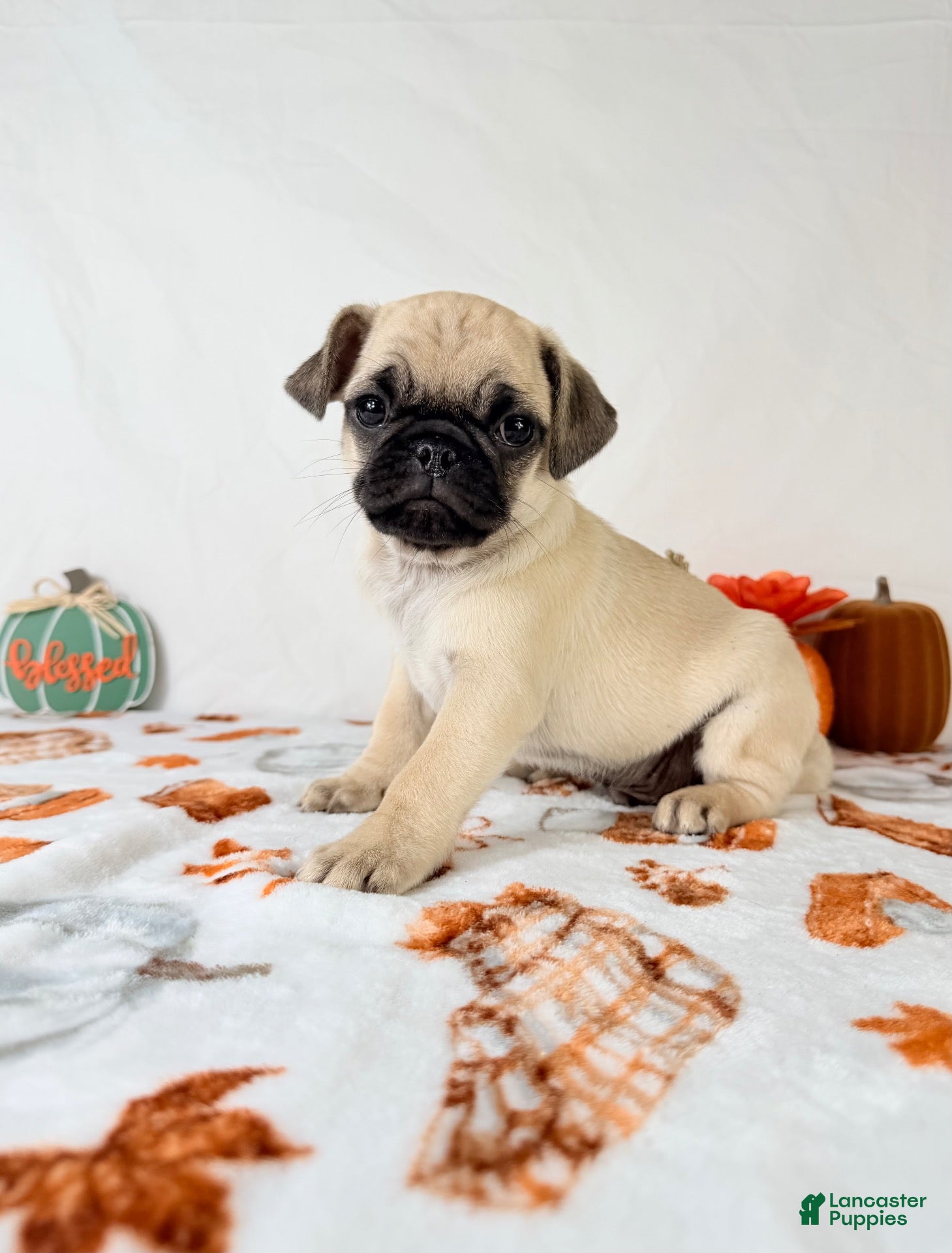 Pug dogs Princeton - Ad 31