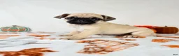 Pug dogs for sale: Princeton - Ad 1