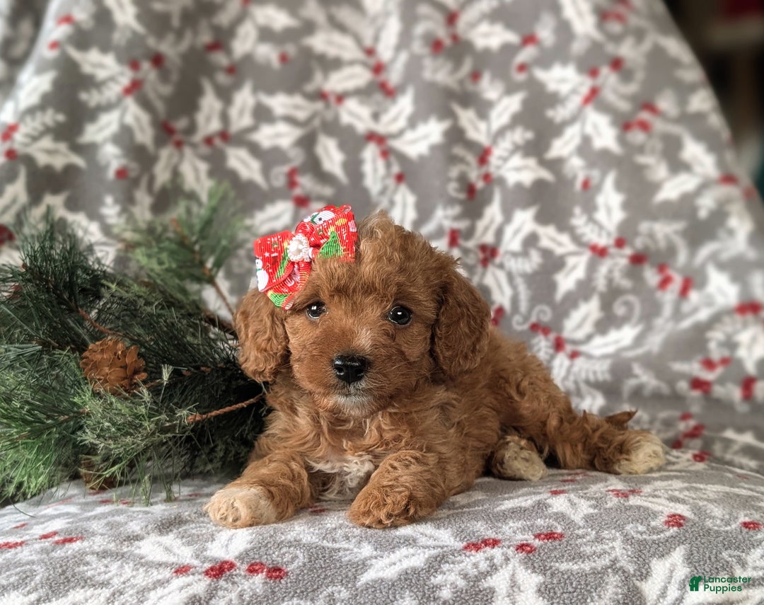 Cavapoo dogs for sale: Candace Hypoallergenic - Ad 6