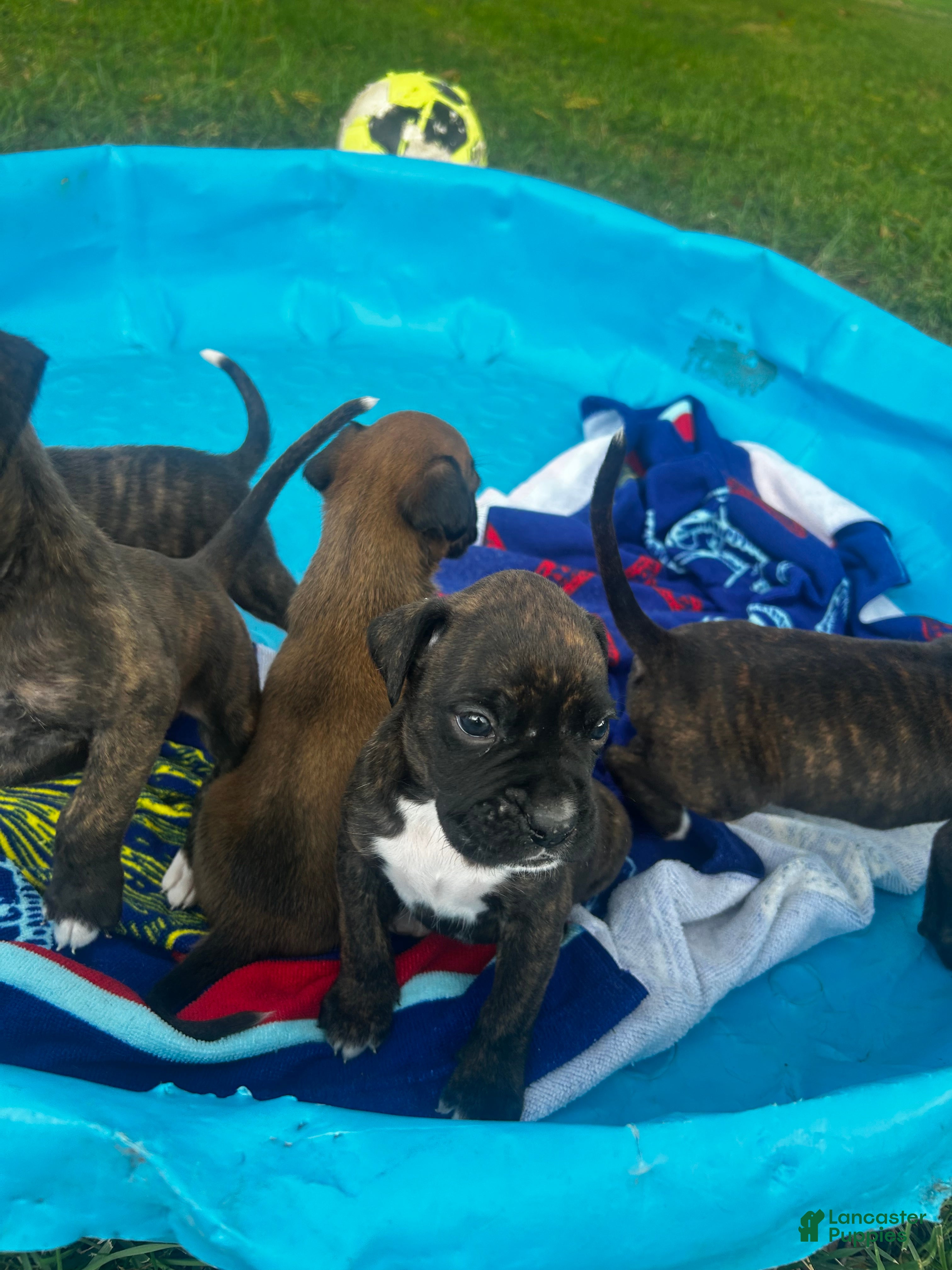 Boxer dogs Boxer 5 - Ad 8