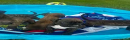 Boxer dogs for sale: Boxer 5 - Ad 1