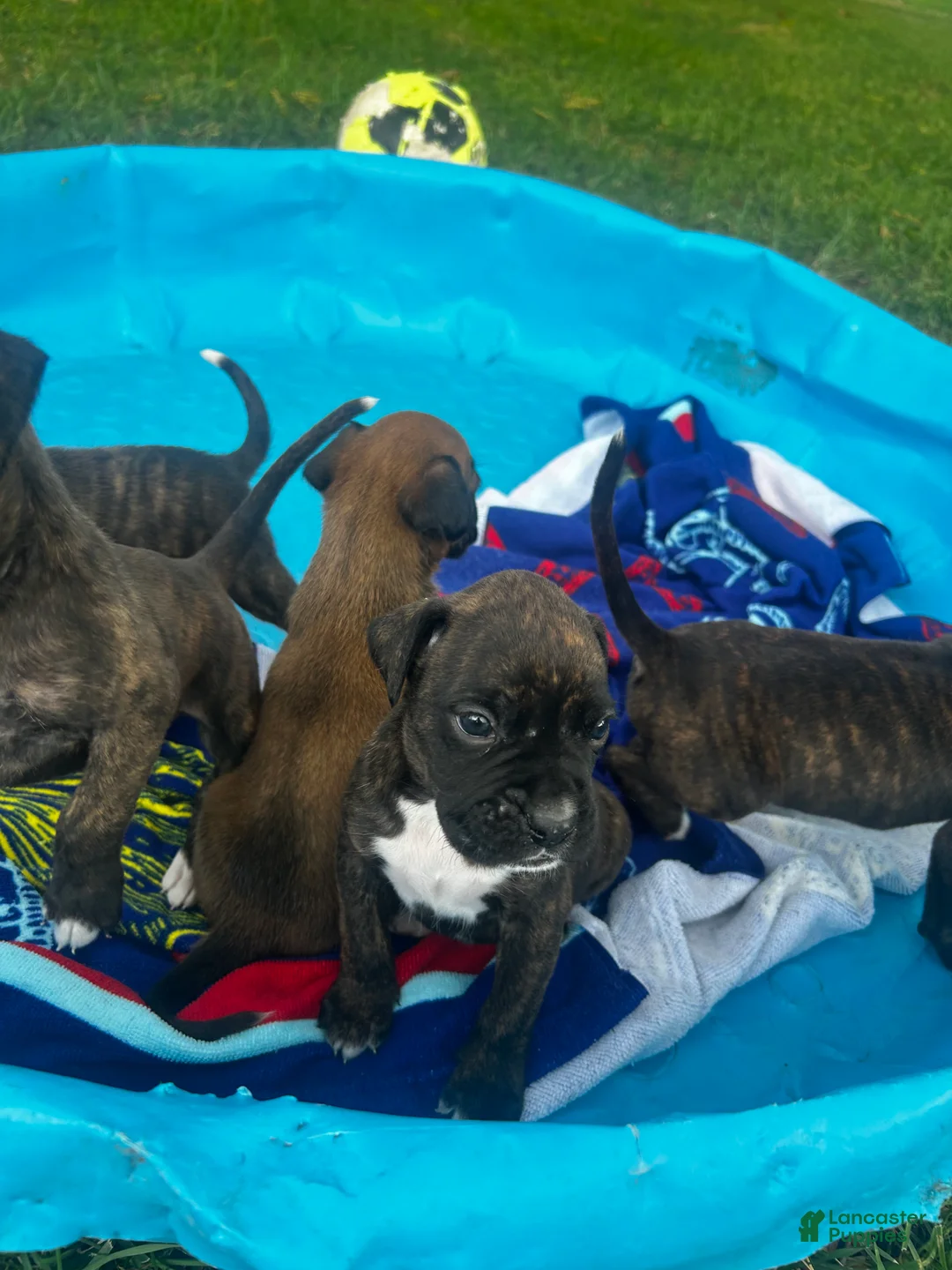 Boxer dogs for sale: Boxer 5 - Ad 1