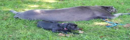 Cane Corso dogs for sale: Jean Gray - Ad 6
