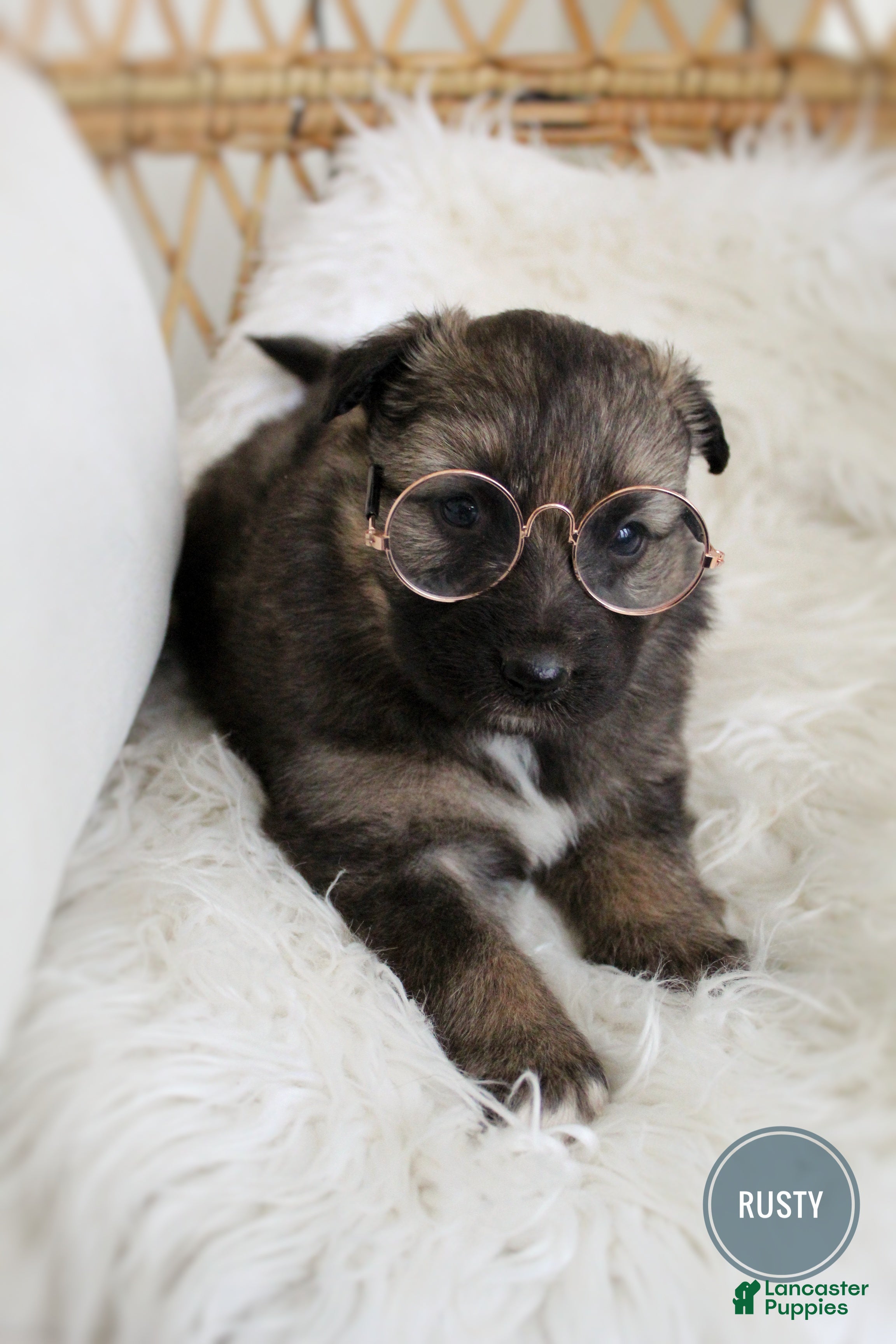 Mixed Breed dogs Rusty  - Ad 2