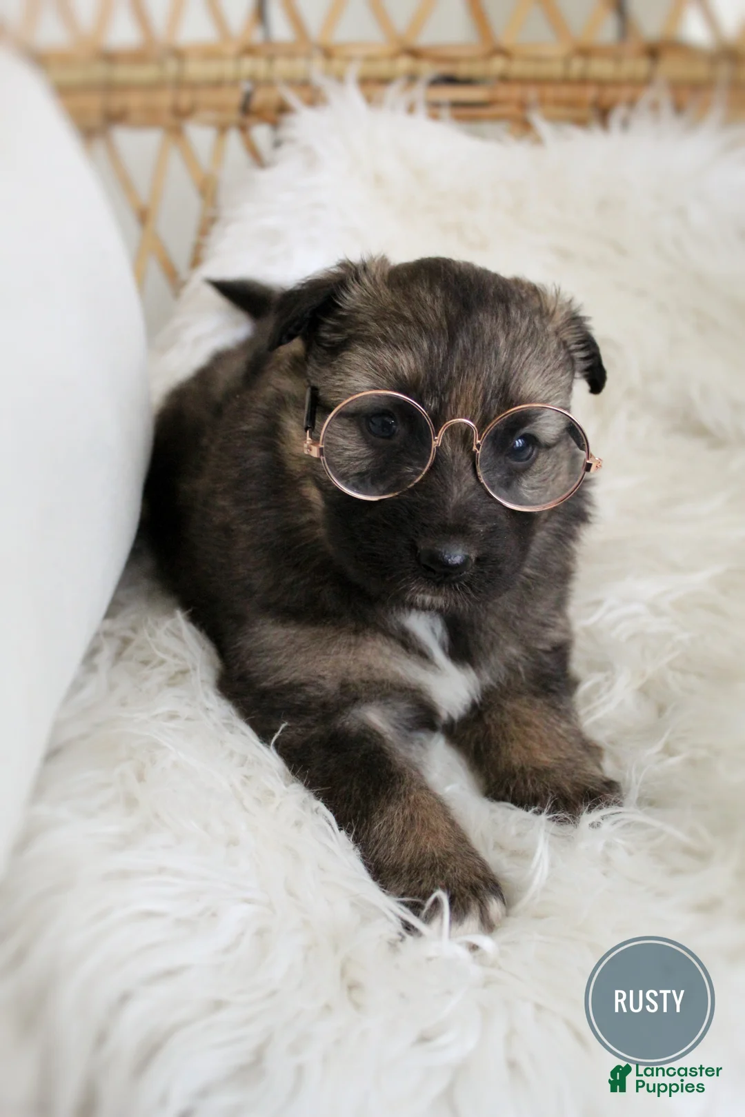 Mixed Breed dogs for sale: Rusty  - Ad 2