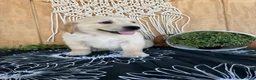 Golden Retriever dogs for sale: Grady - Ad 14