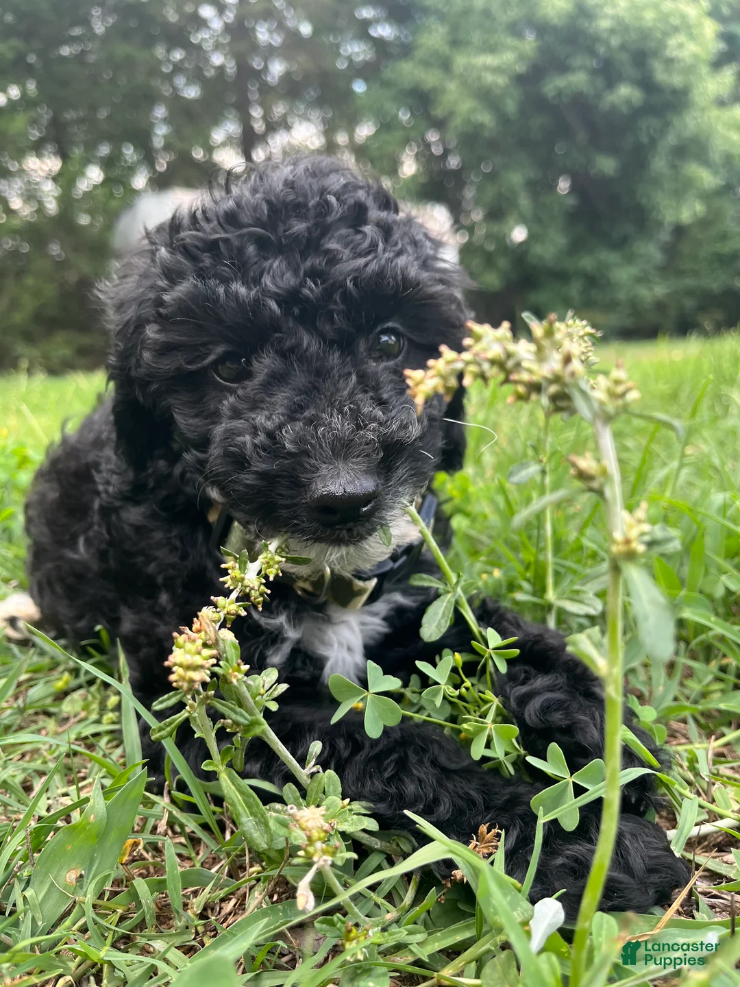 Mini Goldendoodle dogs for sale: Shadow - Ad 1