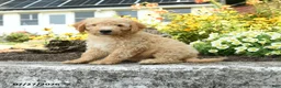 Mini Goldendoodle dogs for sale: Troy - Ad 1