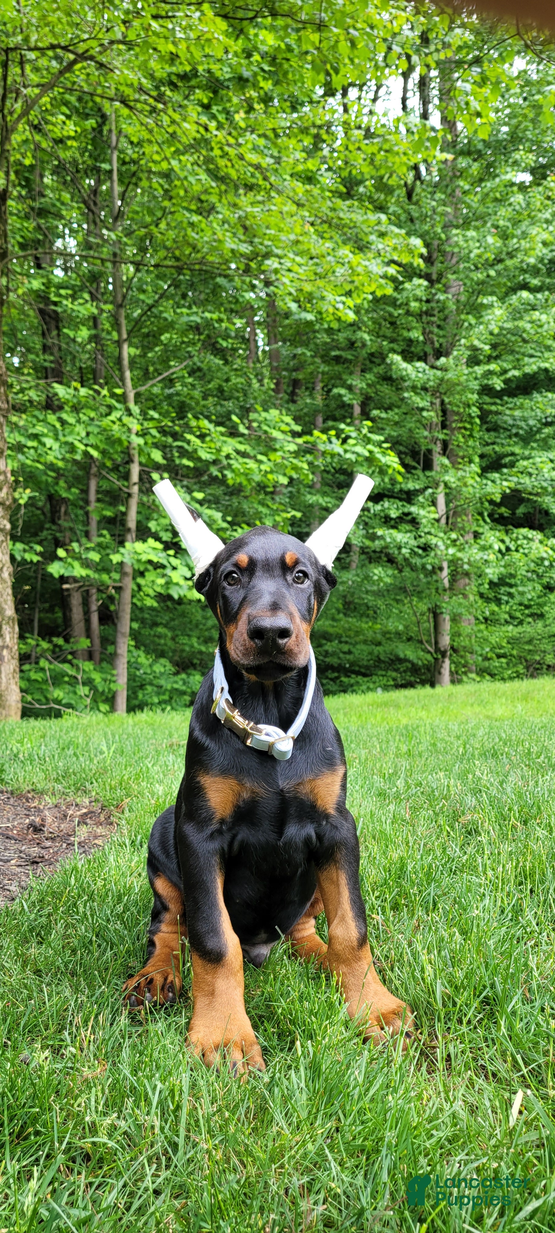 Doberman Pinscher dogs BALOR - Ad 34