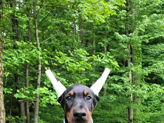Doberman Pinscher dogs BALOR - Ad 34