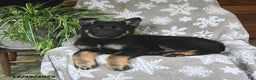 German Shepherd dogs for sale: Piper - Ad 4