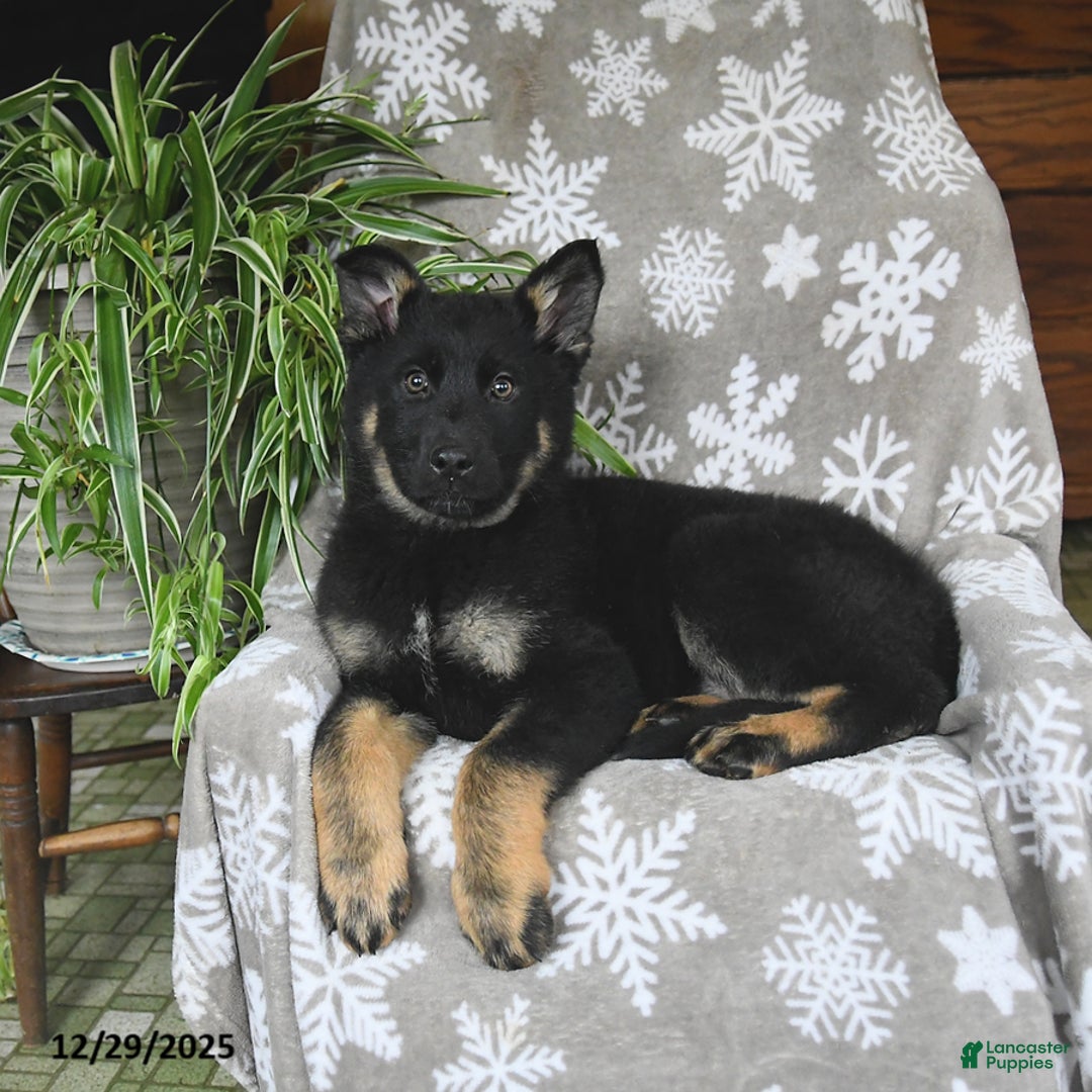 German Shepherd dogs for sale: Piper - Ad 4
