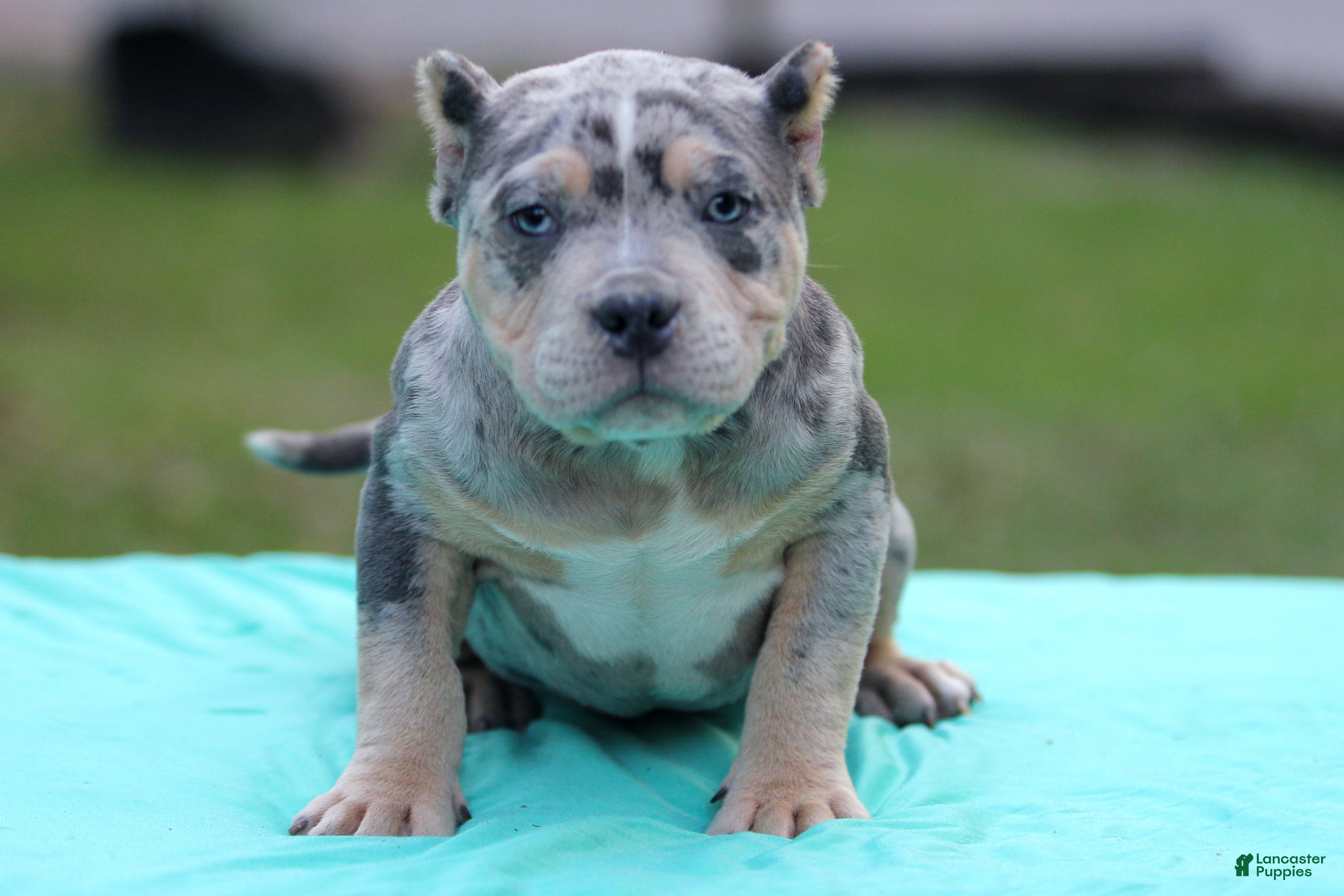 American Bully dogs Blue Tri Merle Female - Ad 19