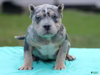 American Bully dogs Blue Tri Merle Female - Ad 19