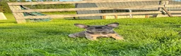 French Bulldog dogs for sale: Lola - Ad 1