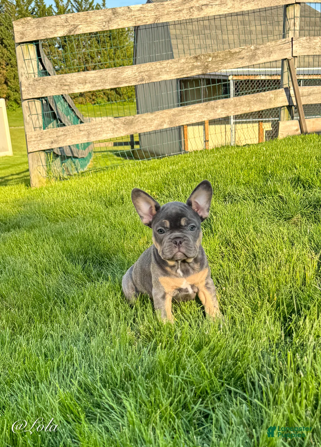 French Bulldog dogs for sale: Lola - Ad 1