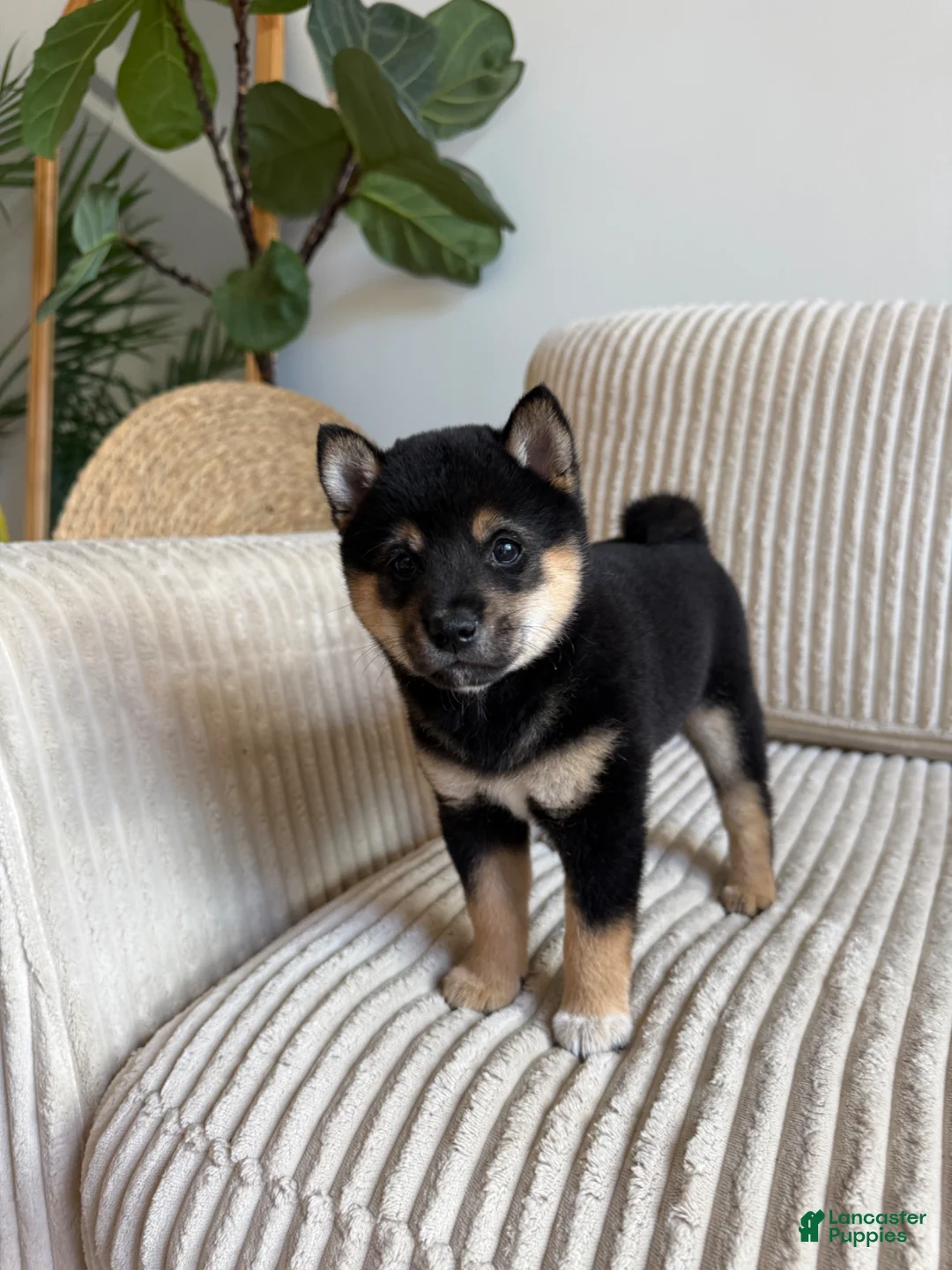 Shiba Inu dogs for sale: Ari - Ad 2